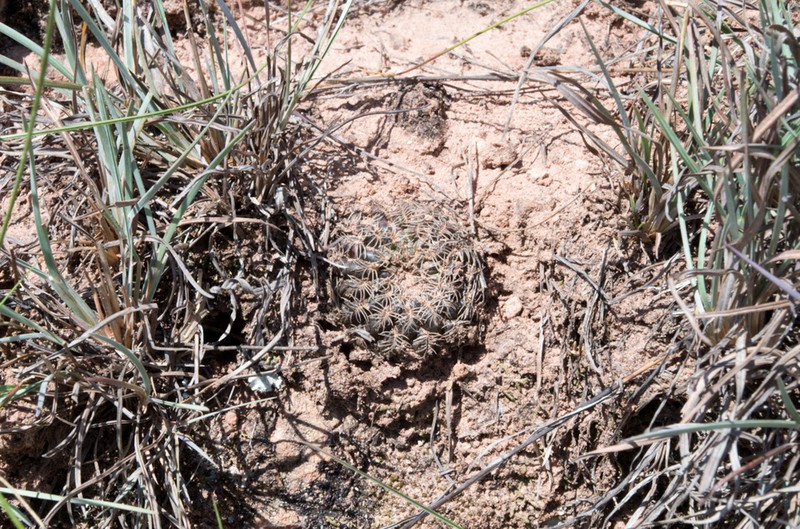 Weingartia cardenasiana photo 3