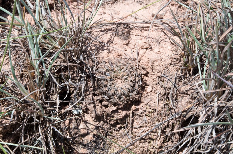 Weingartia cardenasiana photo 5