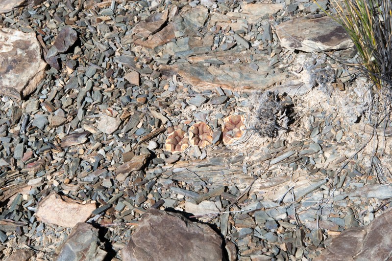 Weingartia cintia photo 4