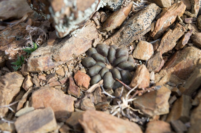 Weingartia cintia photo 5