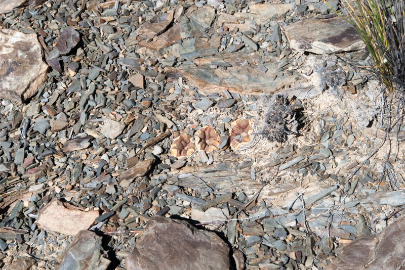 Weingartia cintia photo 6