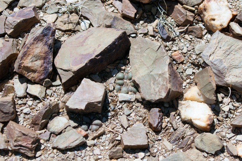 Weingartia cintia photo 7