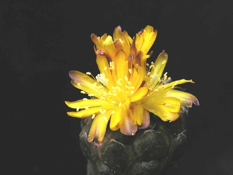 Weingartia cintia