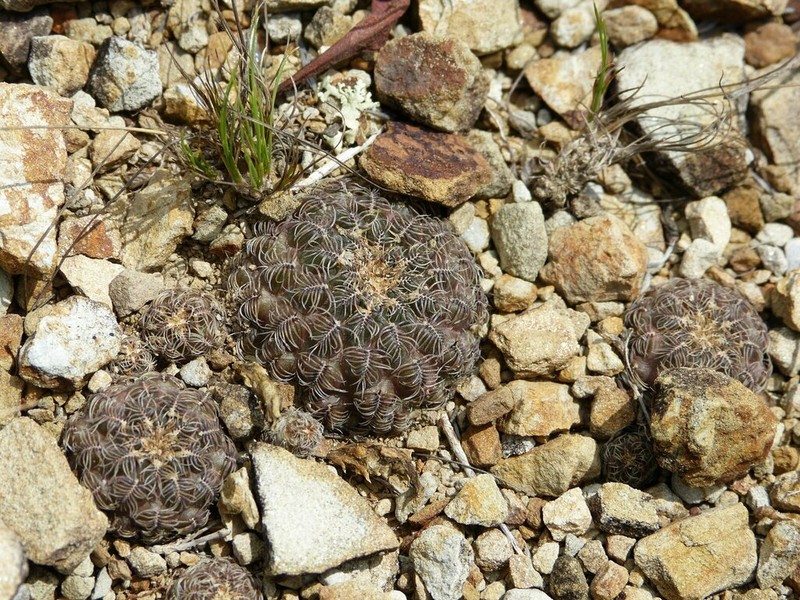 Weingartia crispata