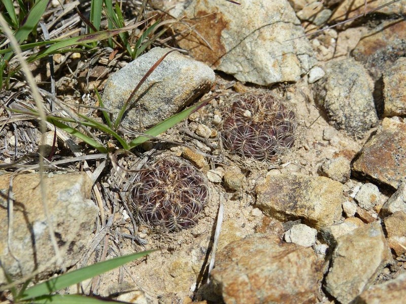 Weingartia crispata photo 2