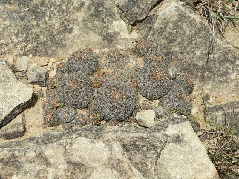 Weingartia crispata photo 3