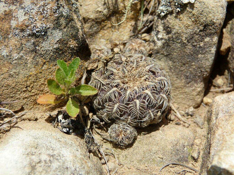 Weingartia crispata photo 4