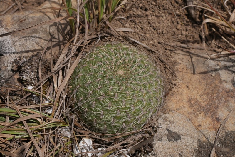Weingartia crispata photo 5