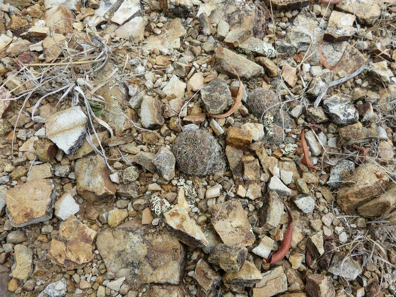 Weingartia crispata photo 6