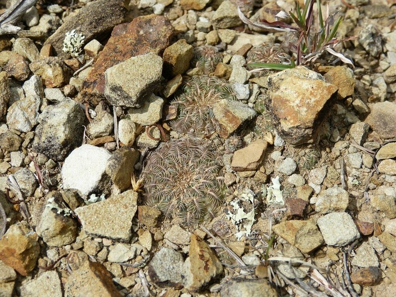 Weingartia crispata photo 7