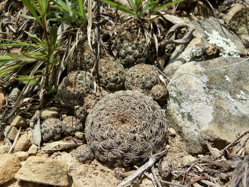 Weingartia crispata photo 8
