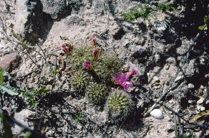 Weingartia cylindrica photo 2