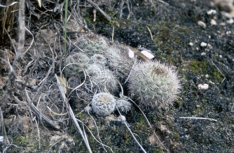 Weingartia cylindrica photo 3