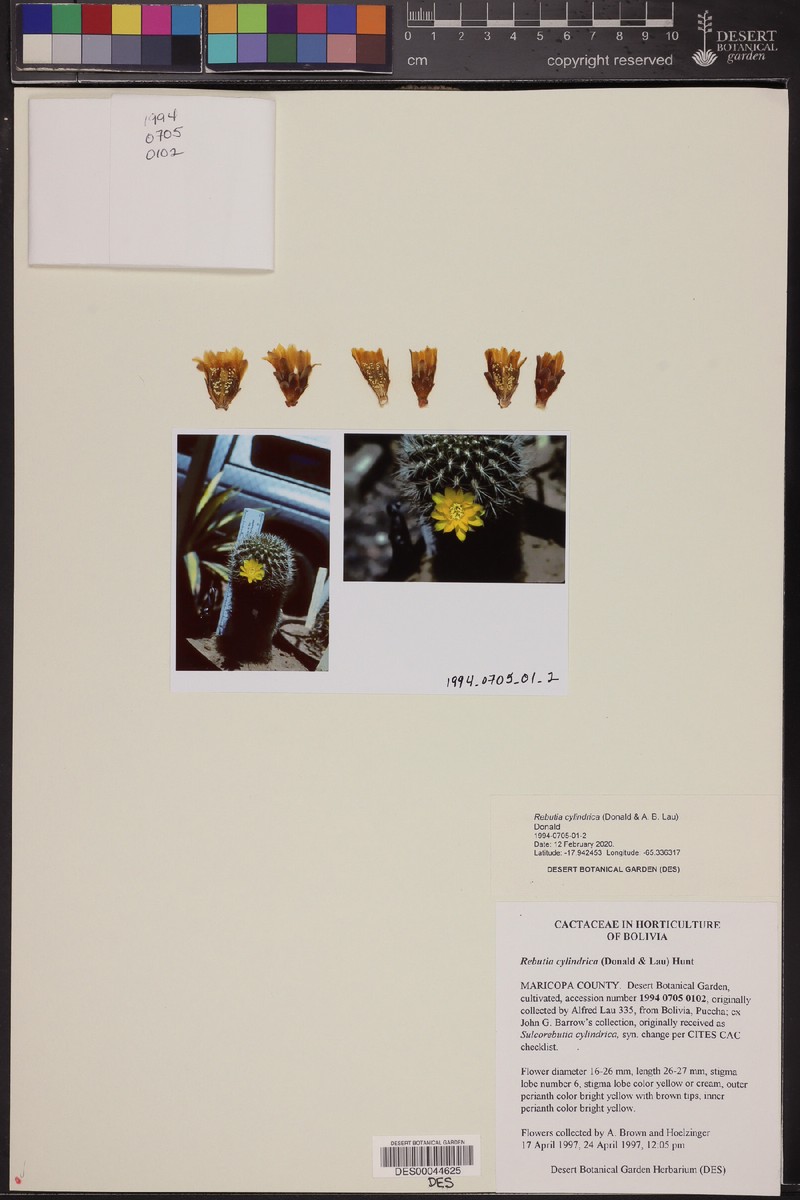 Weingartia cylindrica photo 6