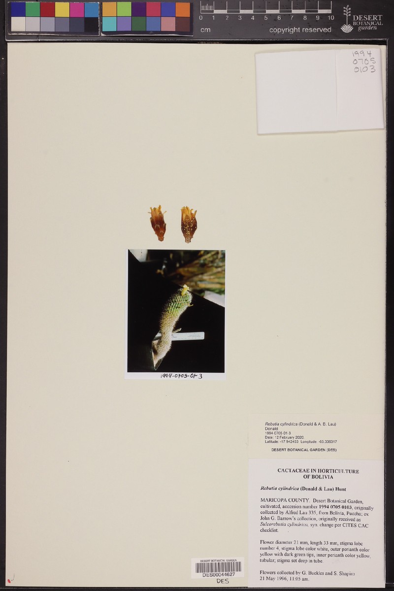 Weingartia cylindrica photo 7