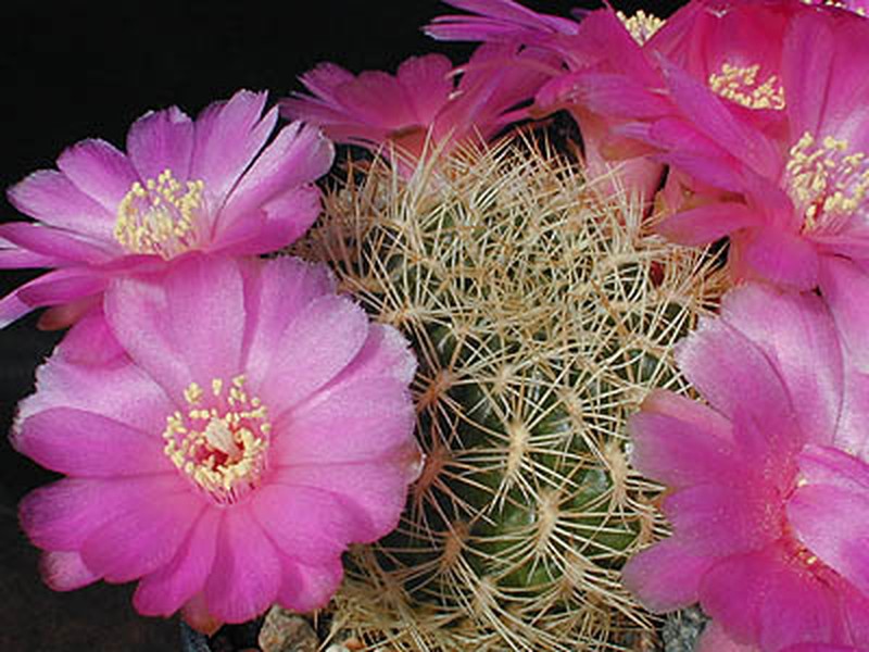 Weingartia cylindrica
