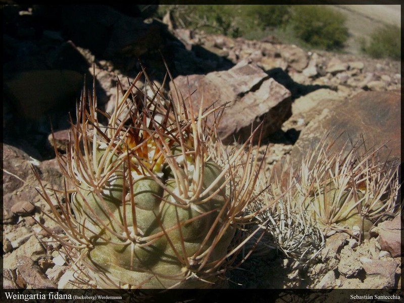 Weingartia fidana photo 4