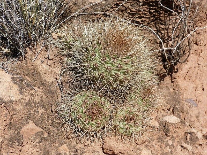 Weingartia fidana photo 6