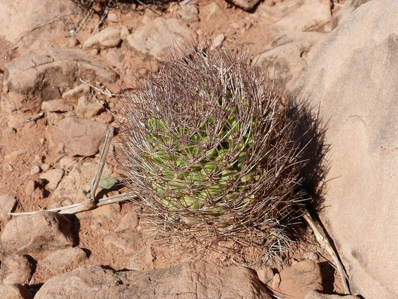 Weingartia fidana photo 7