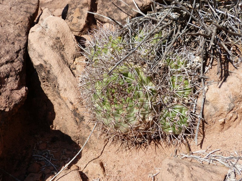 Weingartia fidana subsp. cintiensis