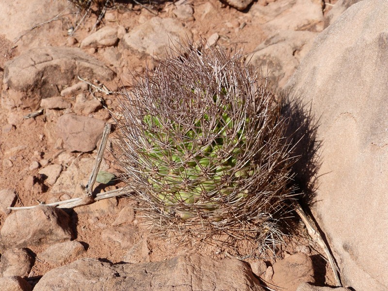 Weingartia fidana subsp. cintiensis photo 2