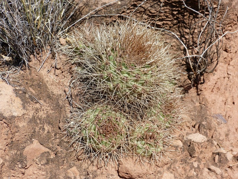 Weingartia fidana subsp. cintiensis photo 3