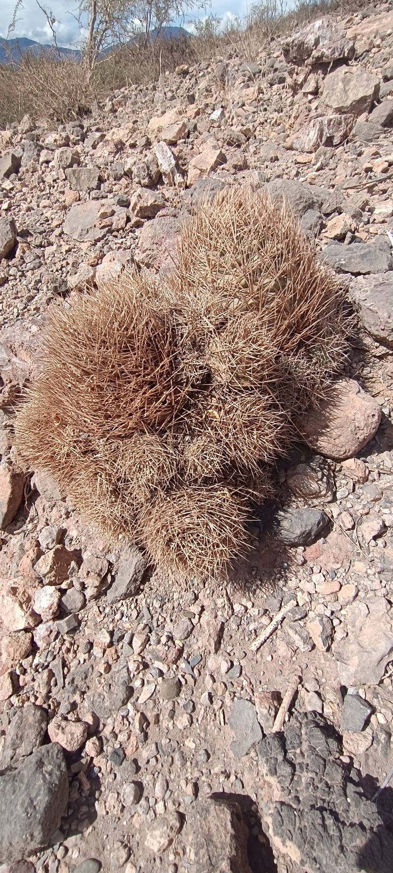 Weingartia fidana subsp. cintiensis photo 4