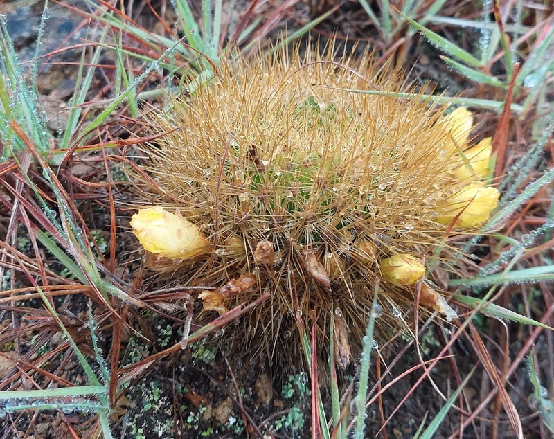 Weingartia glomeriseta