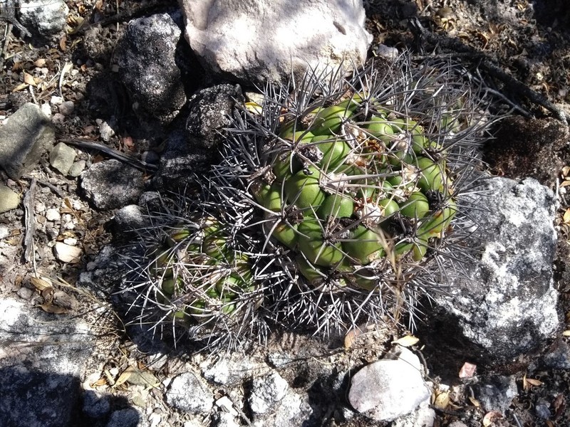 Weingartia hediniana