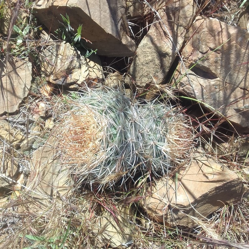 Weingartia hediniana photo 2