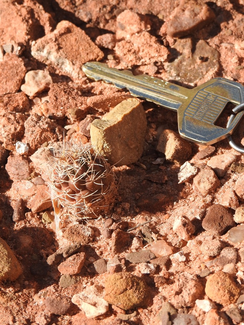 Weingartia hediniana photo 3