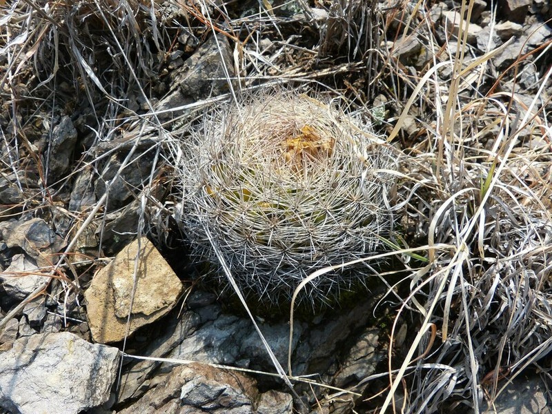 Weingartia hediniana photo 4