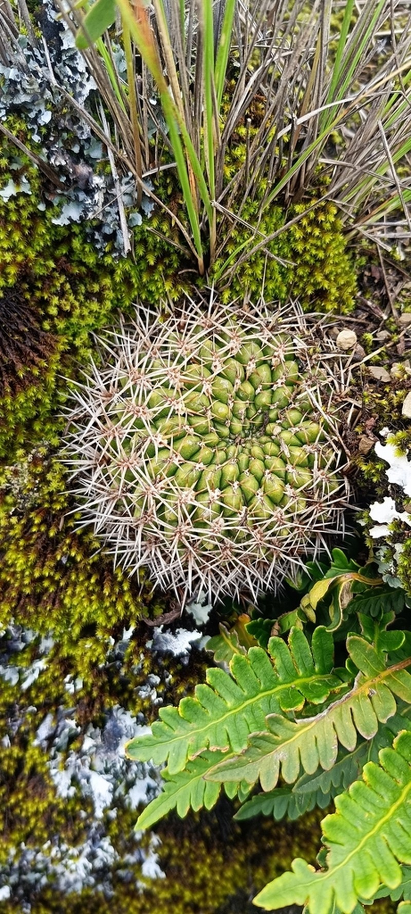 Weingartia hediniana photo 5