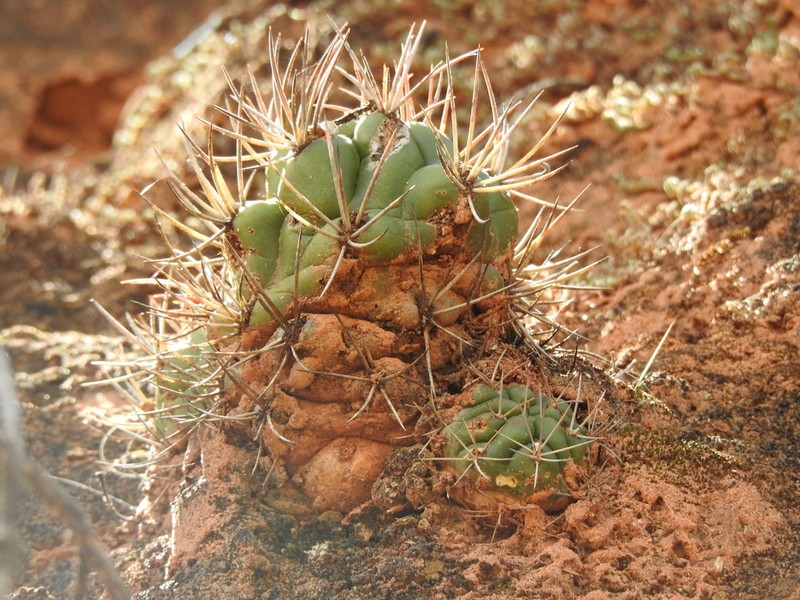 Weingartia hediniana photo 6