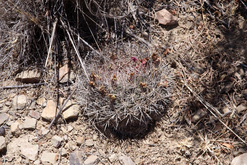 Weingartia hediniana photo 7