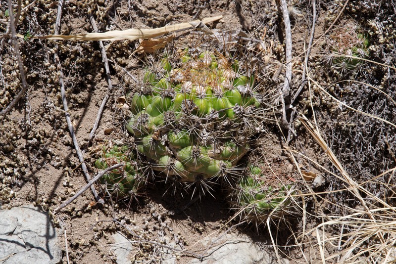 Weingartia hediniana photo 8