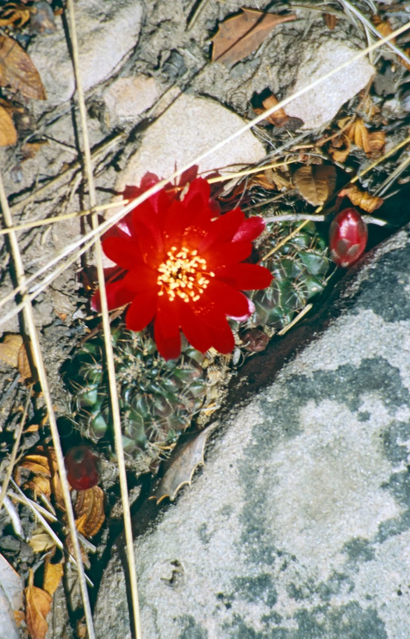 Weingartia losenickyana photo 2