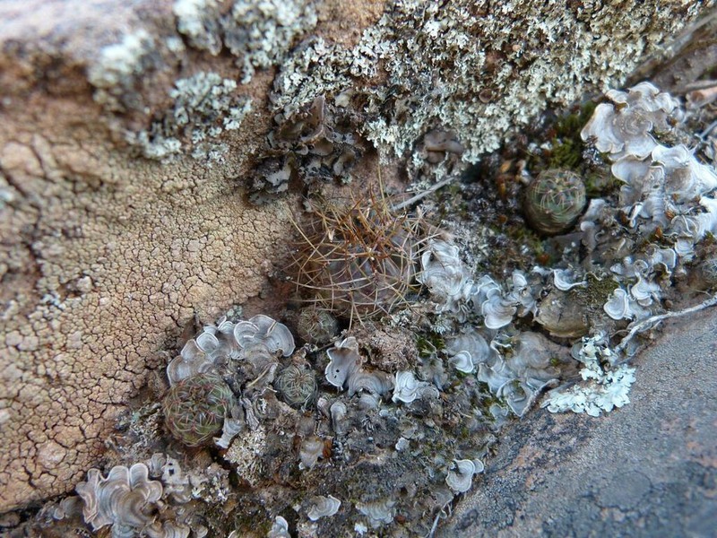 Weingartia losenickyana photo 4