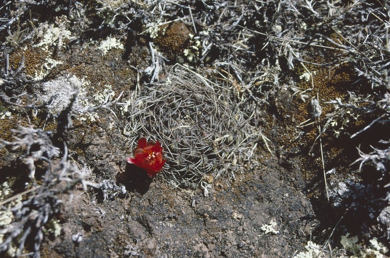 Weingartia losenickyana photo 5