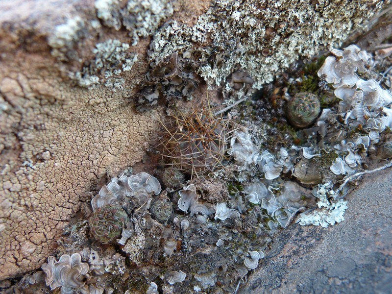 Weingartia losenickyana photo 8