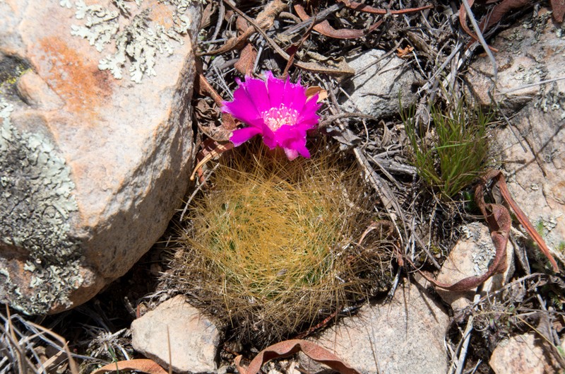 Weingartia mentosa