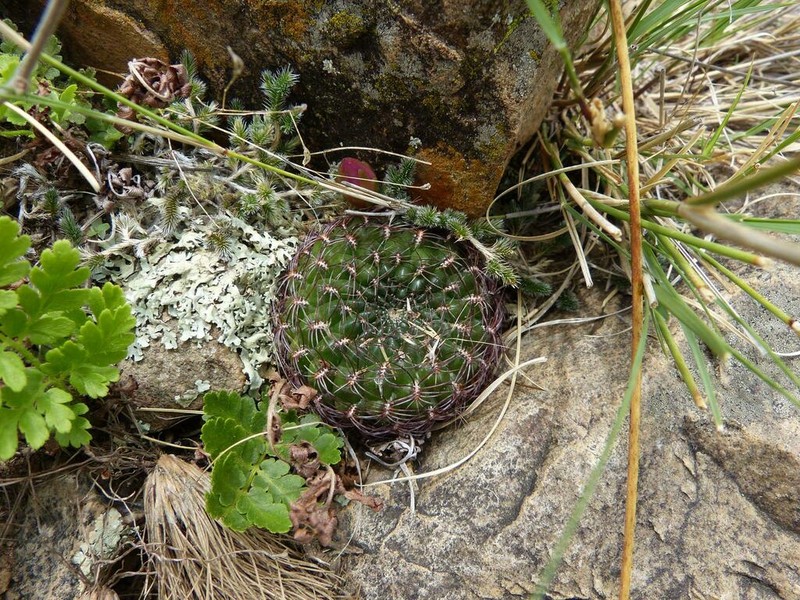 Weingartia mentosa photo 2