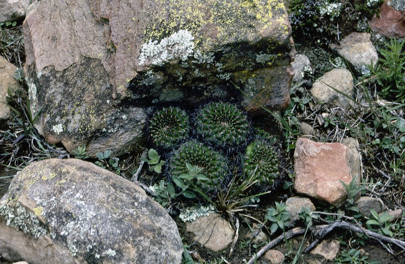 Weingartia mentosa photo 3