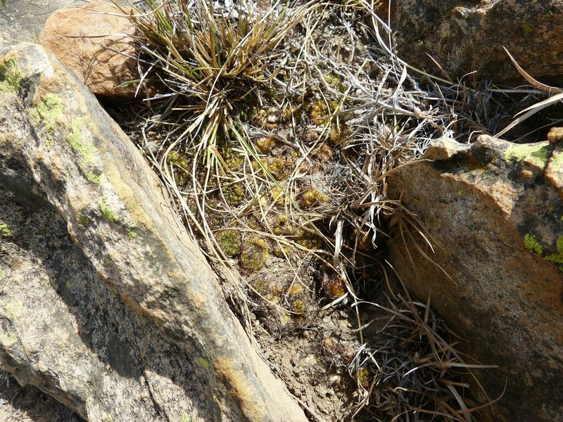 Weingartia mentosa photo 4