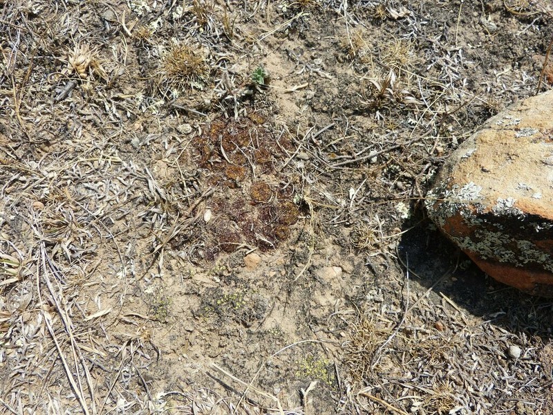 Weingartia mentosa photo 5