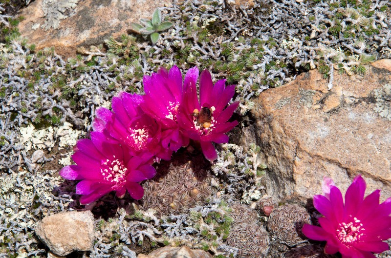 Weingartia mentosa photo 6