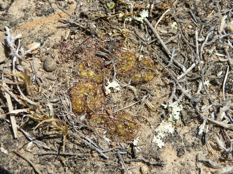 Weingartia mentosa photo 7