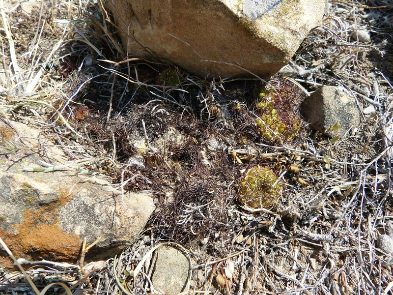 Weingartia mentosa photo 8
