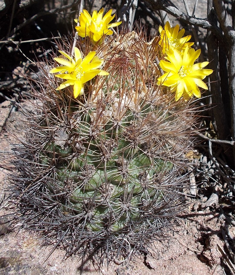 Weingartia neocumingii