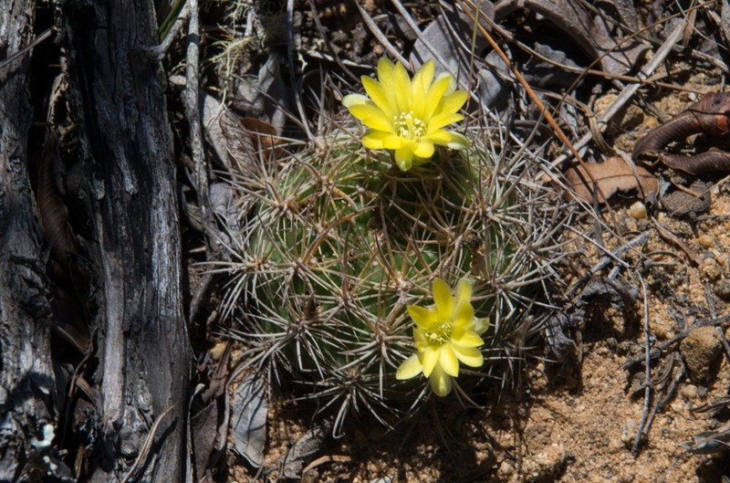Weingartia neocumingii photo 2